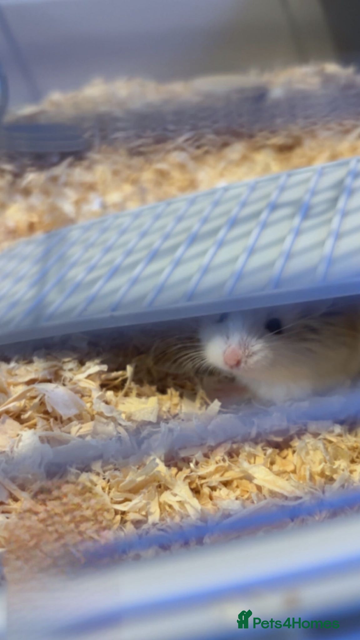 Hamster rodents Roborocski hamster  - Advert 2