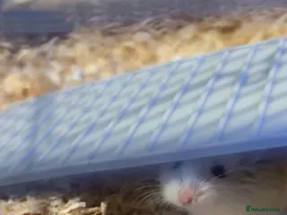 Hamster rodents Roborocski hamster - Advert 2