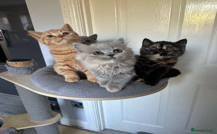 British Shorthair cats - Advert 2