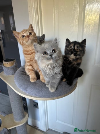 British Shorthair cats - Advert 2