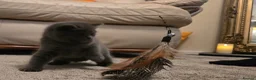 British Shorthair cats for sale: Two Stunning Pedigree British Shorthair Girls - Advert 9