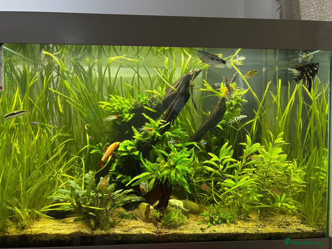 Angelfish fish for sale: Community fish tank  - Advert 2