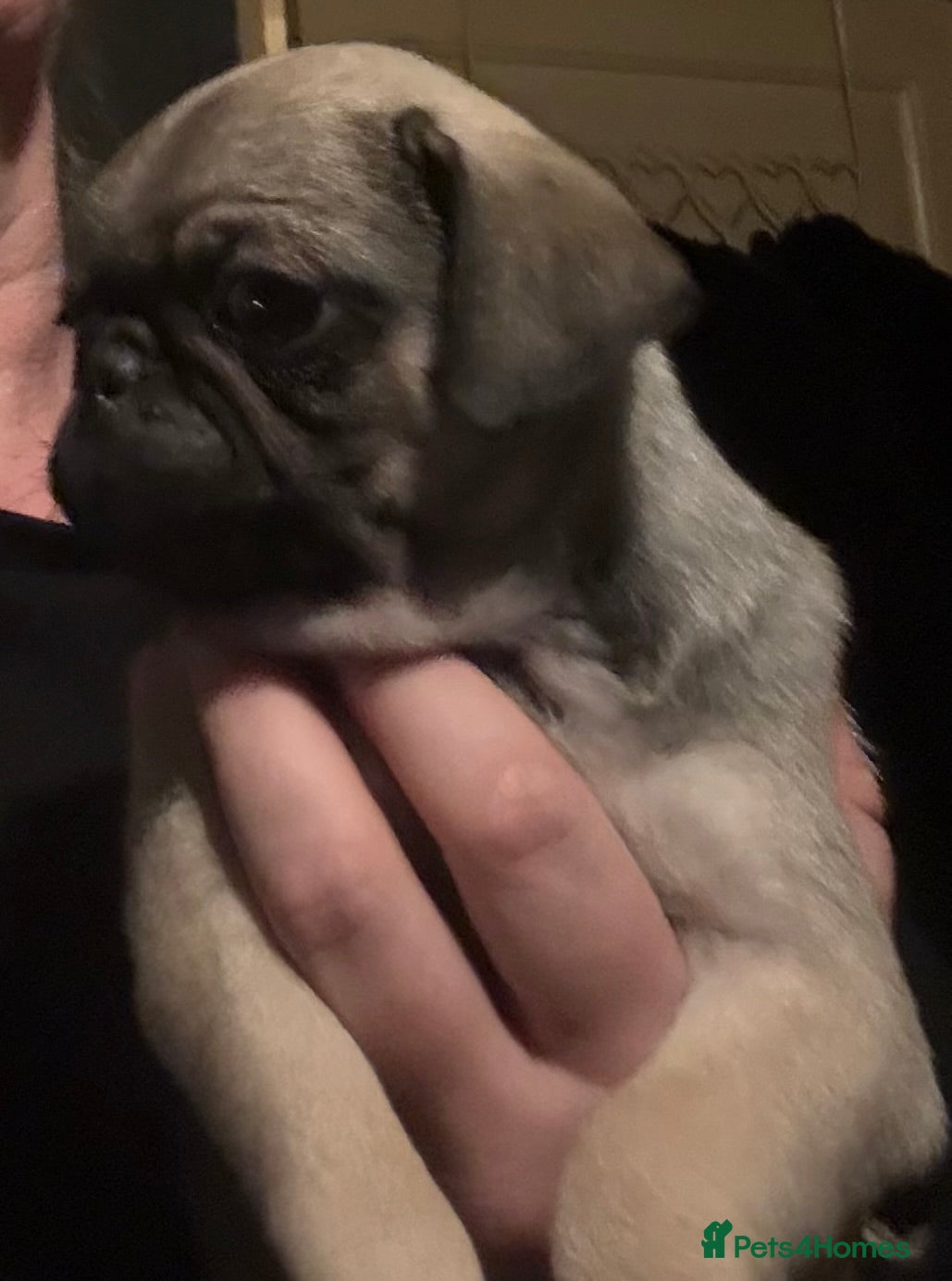 Pug dogs Male & Female Pug pups - Advert 1