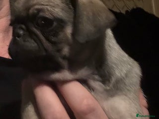 Pug dogs Male & Female Pug pups - Advert 6