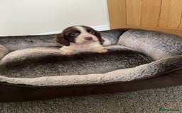 Cocker Spaniel dogs for sale: Cocker spaniel puppies  - Image 22