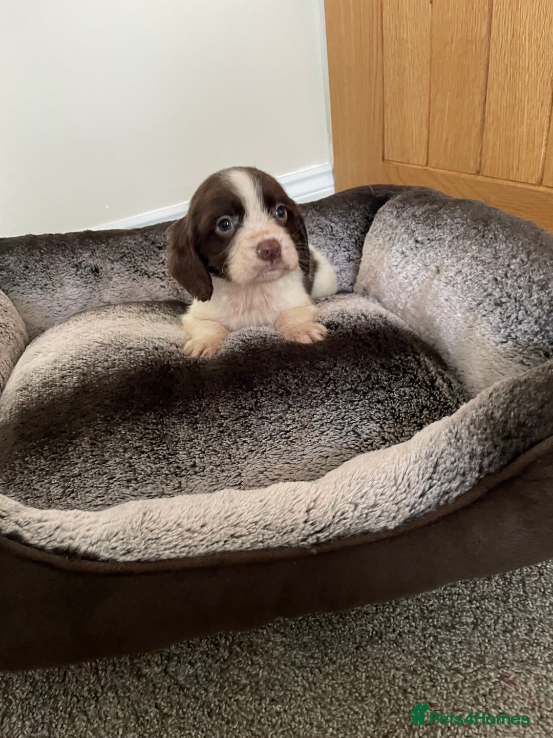 Cocker Spaniel dogs for sale: Cocker spaniel puppies  - Image 22