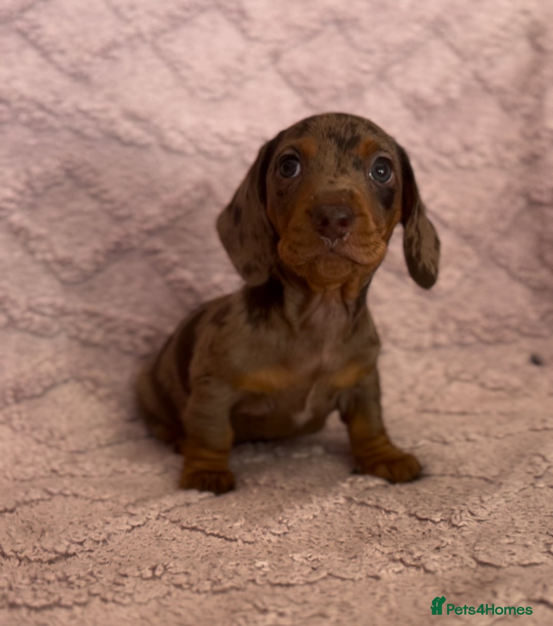 Miniature Dachshund dogs for sale: One Dapple Boy Remains  - Image 3