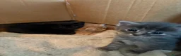 Mixed Breed cats for sale: Beautiful kittens looking for their family  - Advert 6