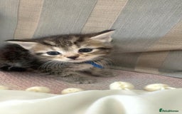 Mixed Breed cats for sale: Mixed Himalayan - Image 5