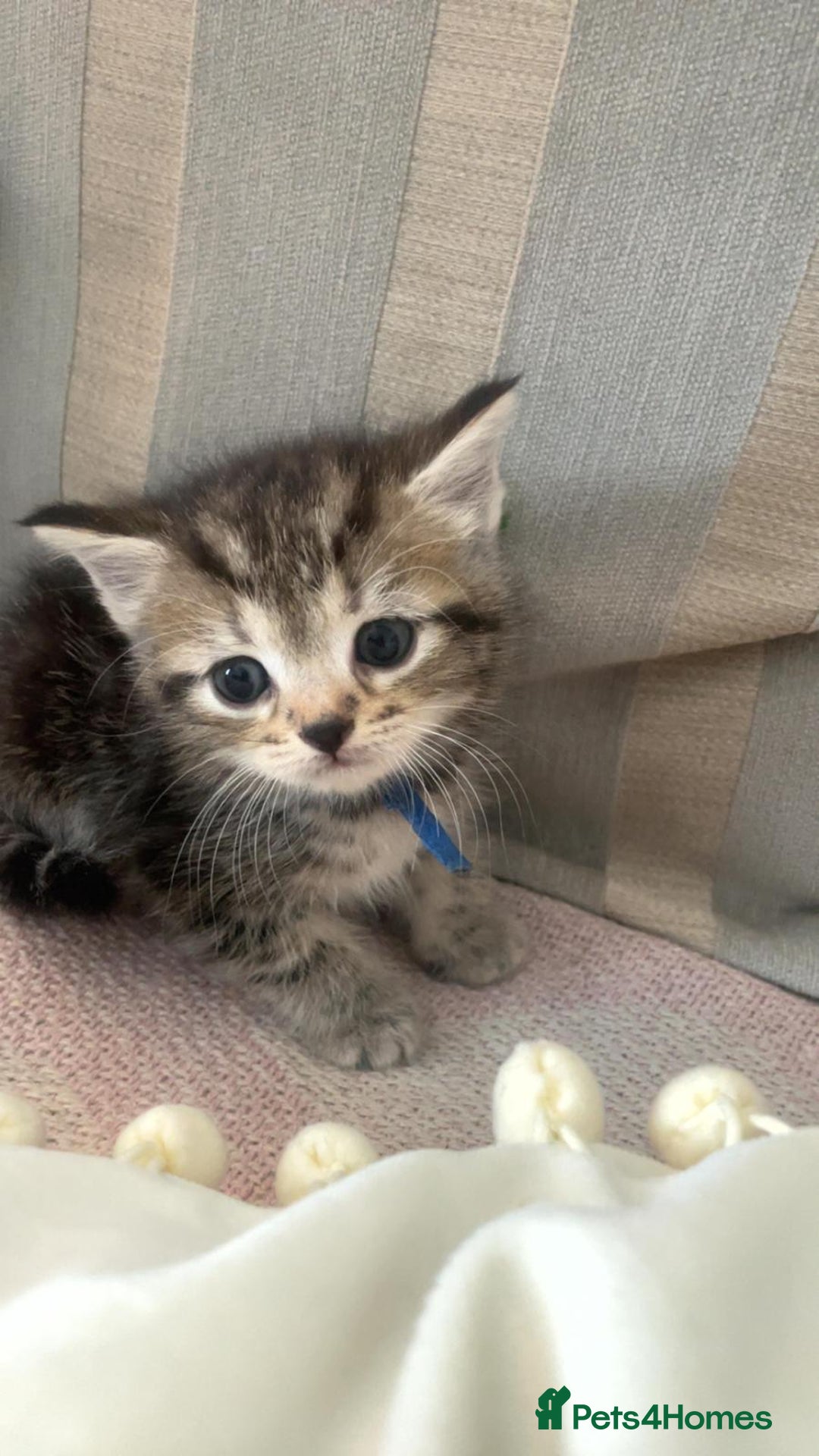 Mixed Breed cats for sale: Mixed Himalayan - Image 5