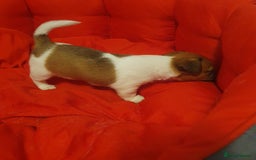 Jack Russell dogs for sale: Jack Russell puppies  - Image 15