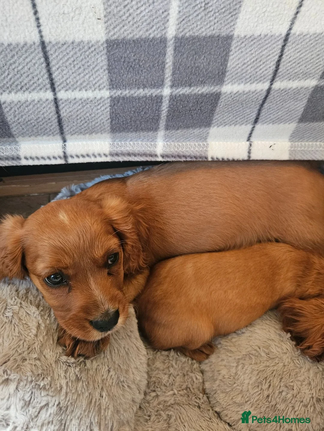 Cocker Spaniel dogs for sale: Stunning Gold Cocker Spaniel (one available) - Advert 6