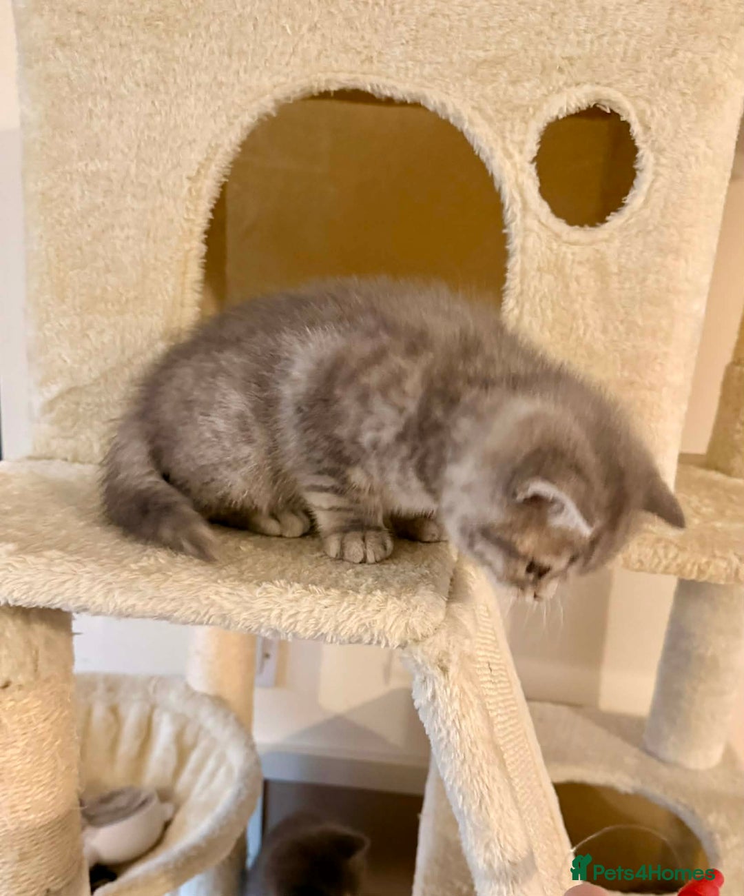 British Shorthair cats for sale: British Shorthair Kittens - Advert 20