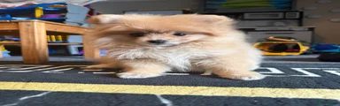 Pomeranian - Trixie