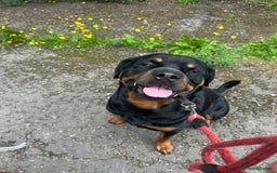 Rottweiler dogs for stud: Male Rottweiler for stud  - Image 6