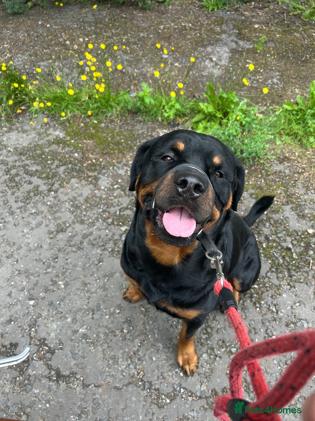 Rottweiler dogs for stud: Male Rottweiler for stud  - Image 6