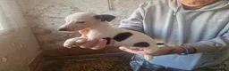 Whippet dogs for sale: Kc whippet puppies  - Advert 9