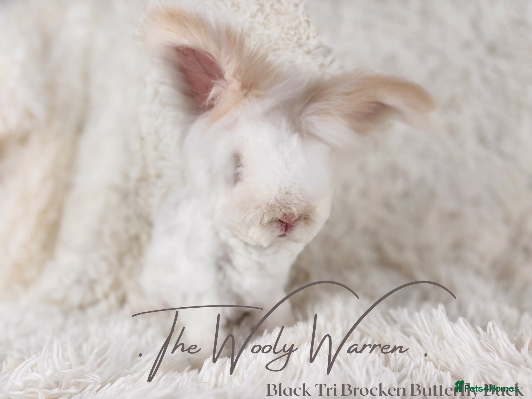 Angora rabbits Fully Vaccinated Pedigree Angoras  - Advert 2
