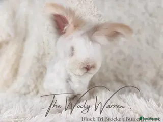 Angora rabbits Fully Vaccinated Pedigree Angoras - Advert 2