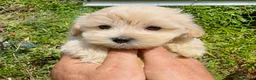 Maltipoo dogs for sale: Stunning Teddy Bear Toy Maltipoo Puppies  - Advert 16