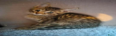 Domestic Shorthair 1