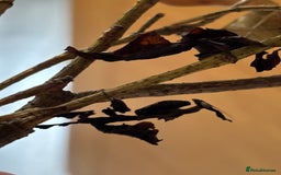 Praying Mantis invertebrates for sale: Adult pair Ghost mantis  - Image 2