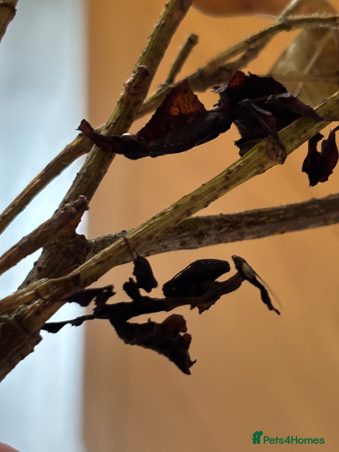 Praying Mantis invertebrates for sale: Adult pair Ghost mantis  - Image 2