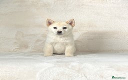 Chow Chow dogs for sale: Stunning Exotic colour chowsky puppies for sale  - Image 37