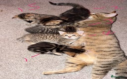 Domestic Shorthair cats for sale: Beautiful female kitten  - Image 4