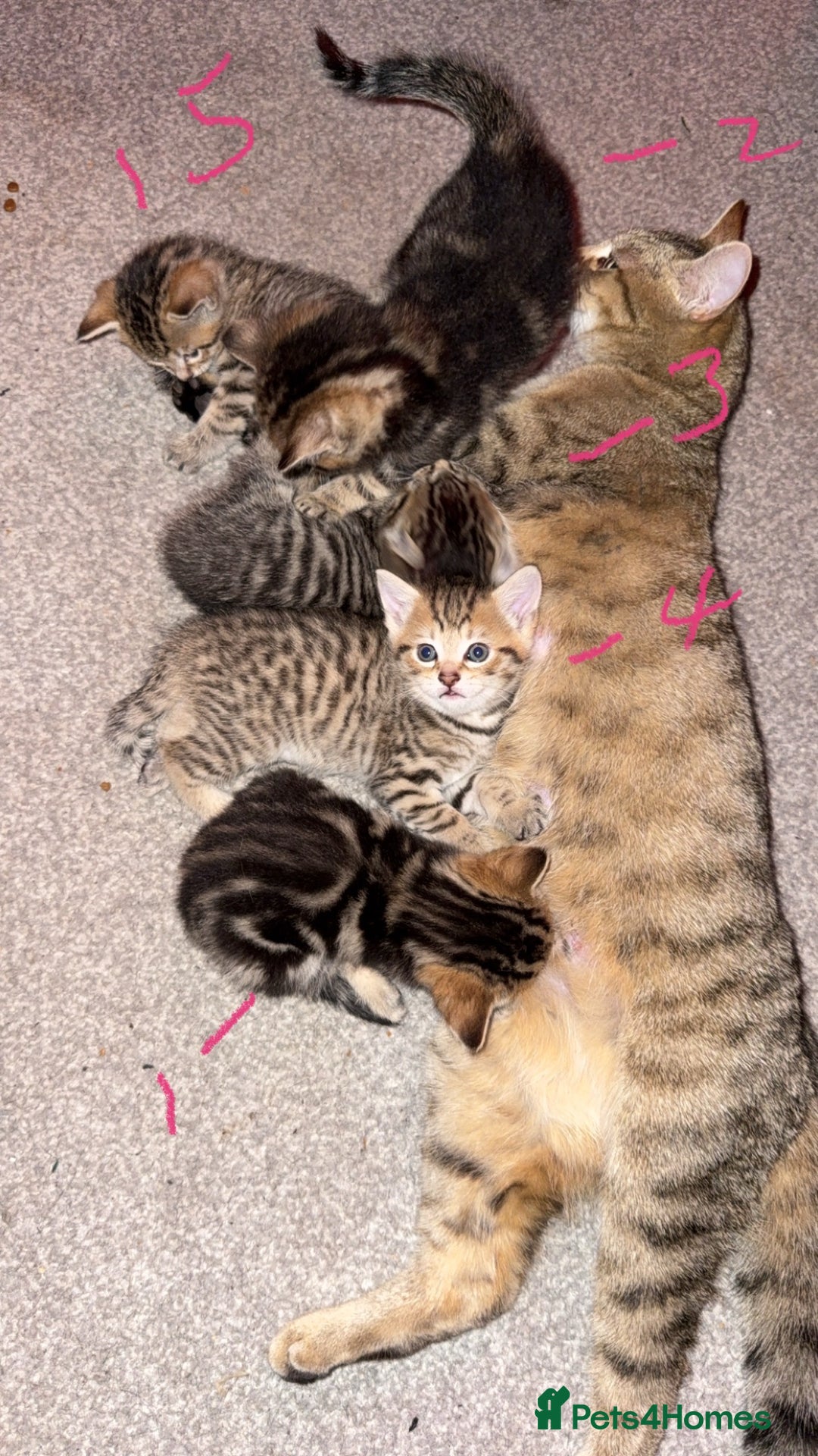 Domestic Shorthair cats for sale: Beautiful female kitten  - Image 4