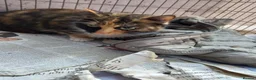 Mixed Breed cats for sale: Kittens for sale in Ipswich - Advert 2