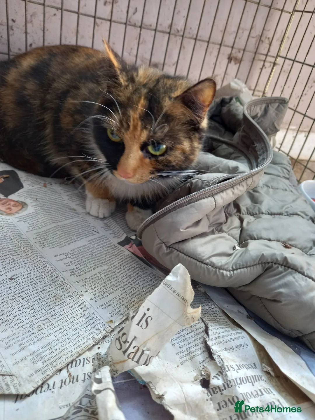 Mixed Breed cats for sale: Kittens for sale in Ipswich - Advert 2