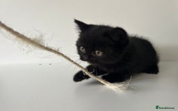 British Shorthair cats for sale: BSH Last British shorthair Registered  - Image 1