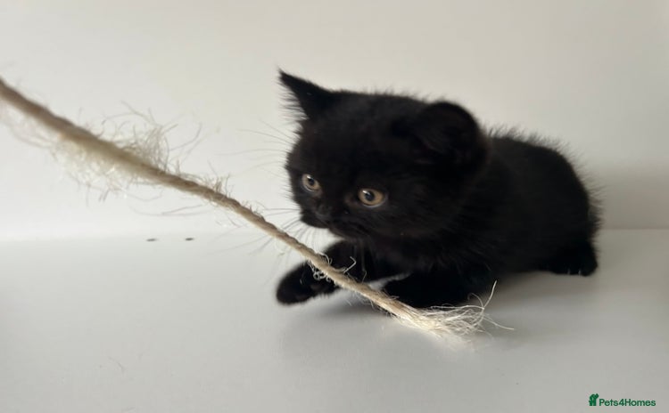 British Shorthair cats - Advert 12