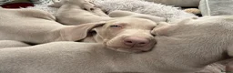 Weimaraner dogs for sale: Wonderful KC Reg Weimaraner Puppies x 6  - Advert 5