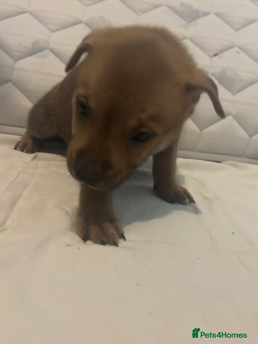 Mixed Breed dogs for sale: Puppies for sale  - Advert 2