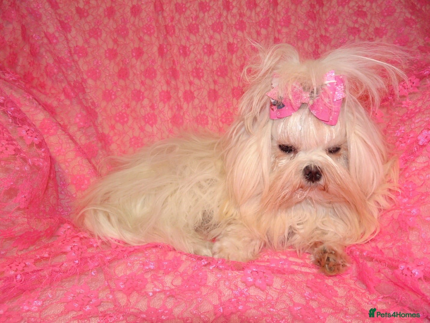 Maltese dogs Babydoll KC Registered Korean Maltese Adult Girl - Advert 5