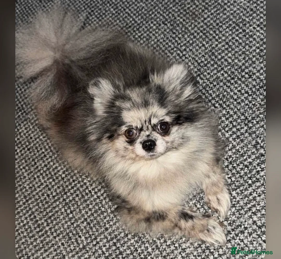 Pomeranian dogs for sale: Beatuful tiny Russian Pomeranian’s  - Advert 5