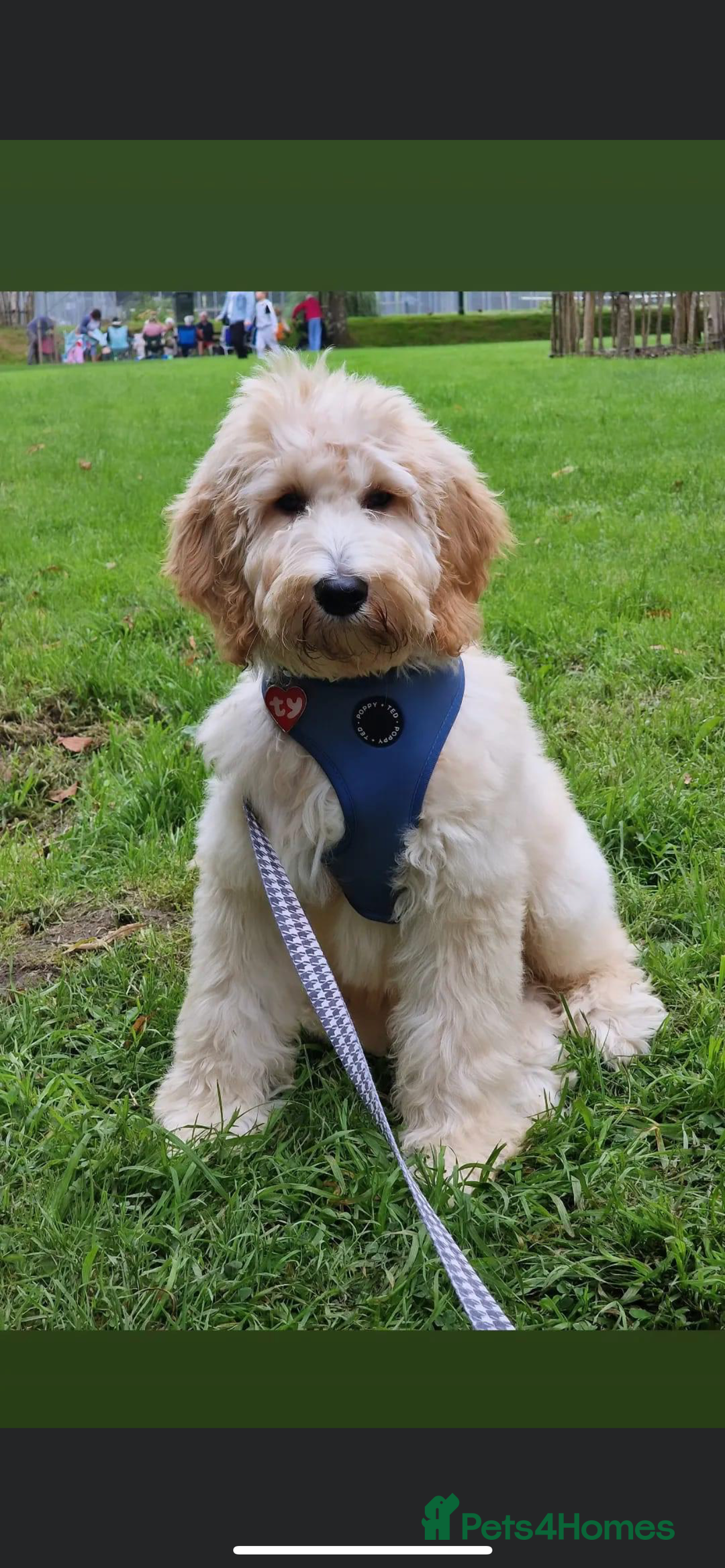 Goldendoodle dogs for sale: Multigenerational Puppies Licensed and Tested - Image 7