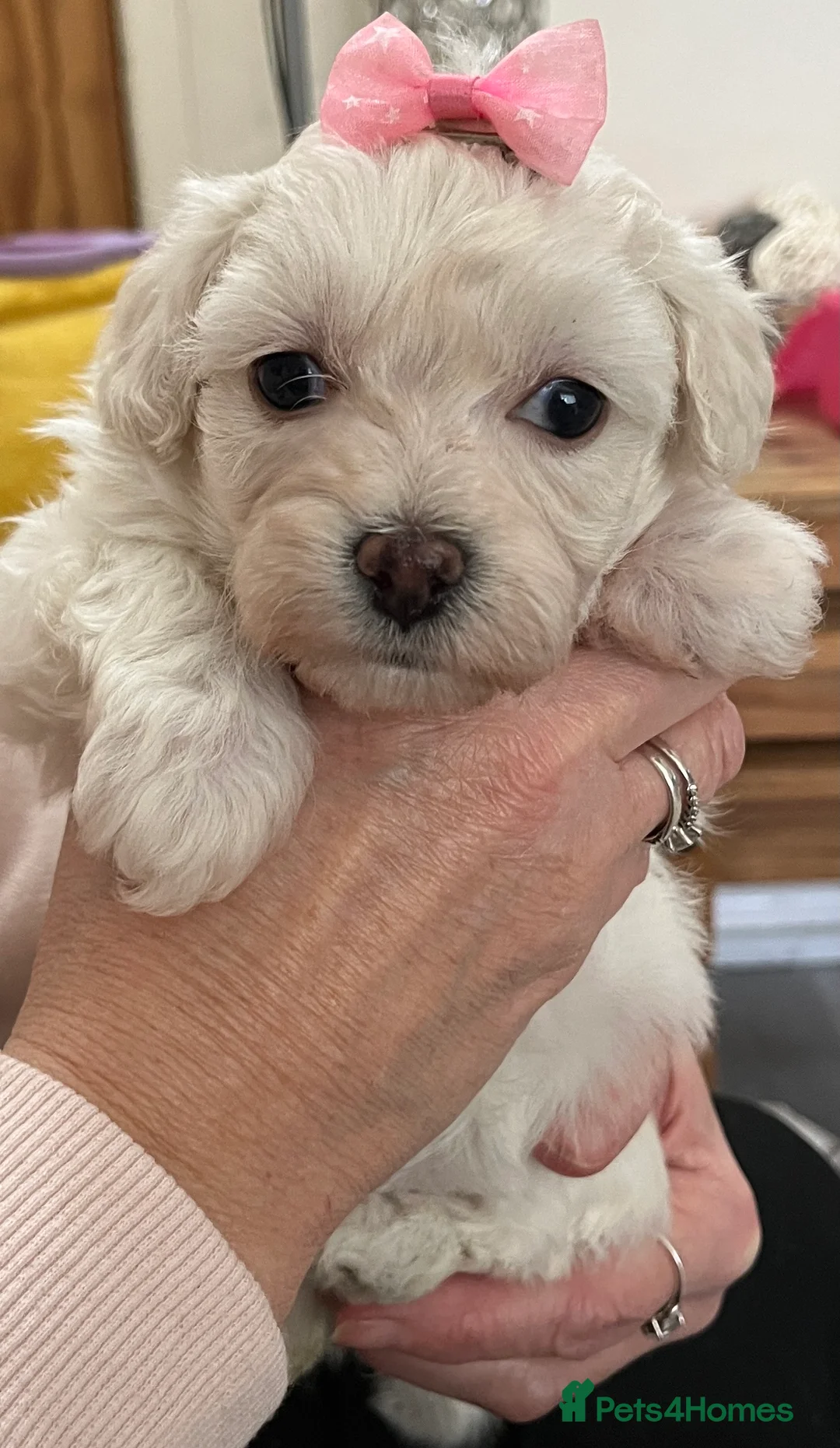 Maltipoo dogs for sale: 🐾Maltipoo Puppies🐾 in Abingdon - Advert 6
