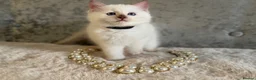 Ragdoll cats for sale: Stunning 🌟 Ragdoll Kittens 🌟  - Advert 24