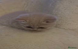 British Shorthair cats for sale: Beautiful , soft teddy bears 🩷🩷💙 - Image 15