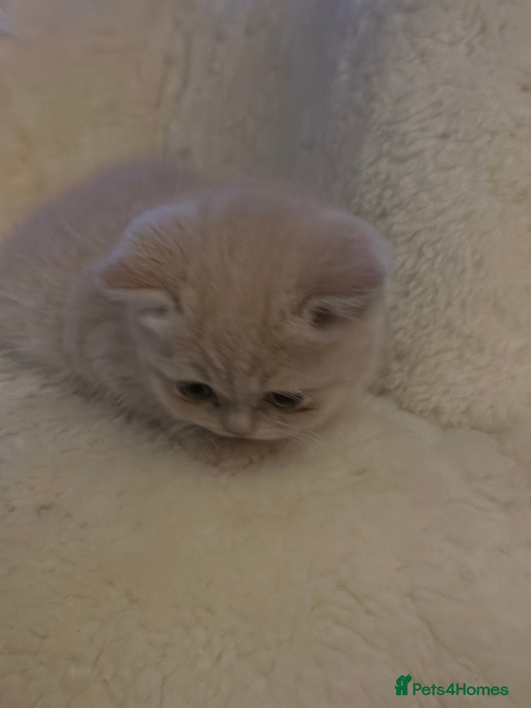 British Shorthair cats for sale: Beautiful , soft teddy bears 🩷🩷💙 - Image 15