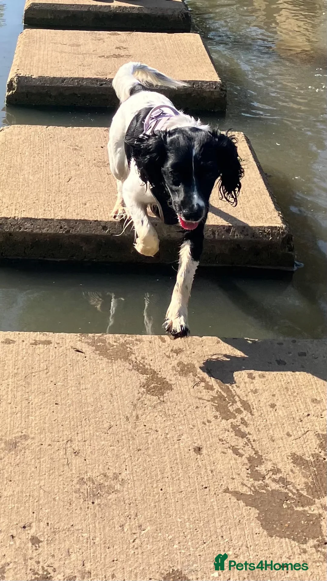 Cocker Spaniel dogs for sale: 3 year old female Cocker Spaniel  - Advert 5