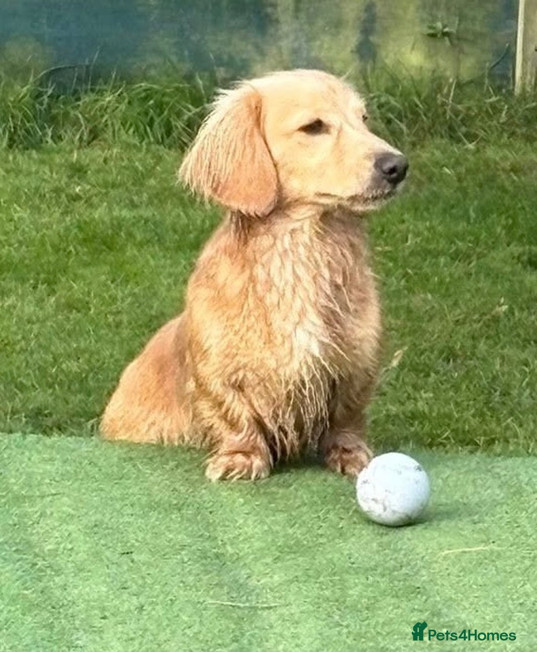 Dachshund dogs for stud: Cream longhair mini dachshund kc reg stud  - Advert 1