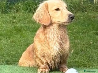 Dachshund dogs Cream longhair mini dachshund kc reg stud - Advert 5