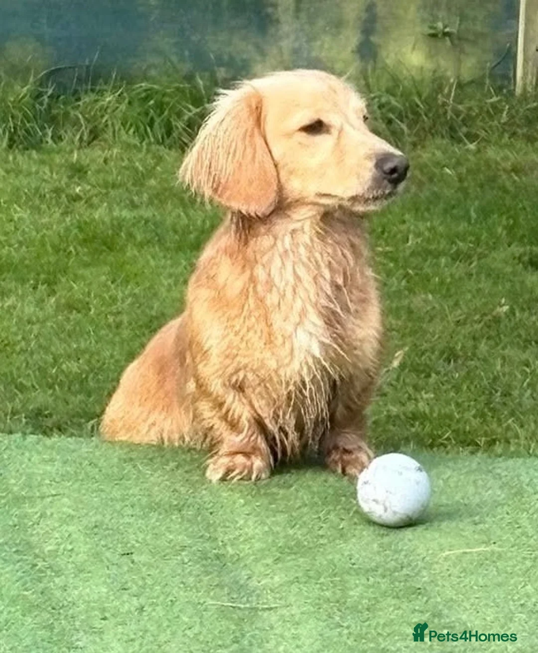 Dachshund dogs for stud: Cream longhair mini dachshund kc reg stud  - Advert 1