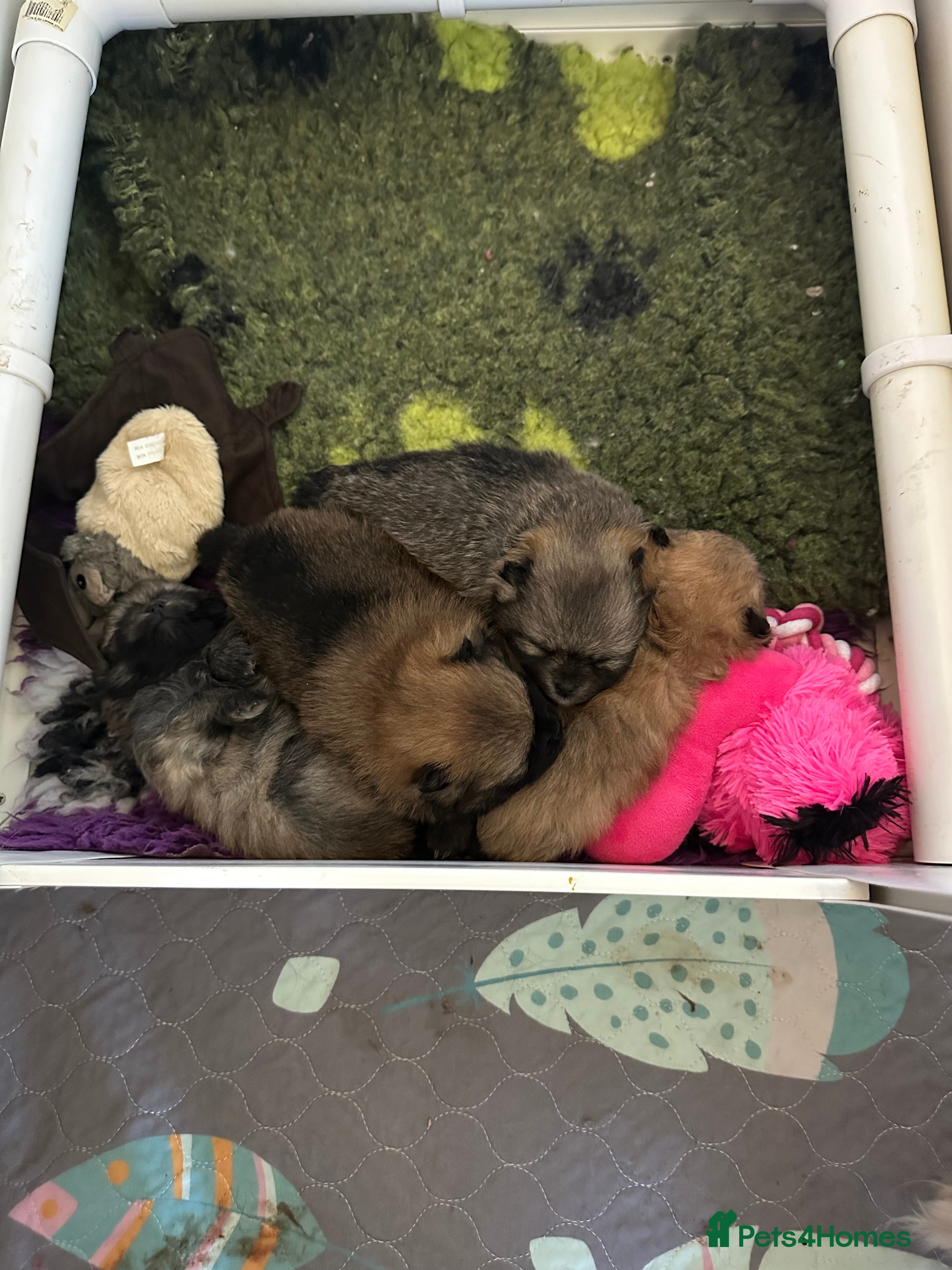 Pomeranian dogs Stunning 😍 Pomeranian puppies  - Advert 2