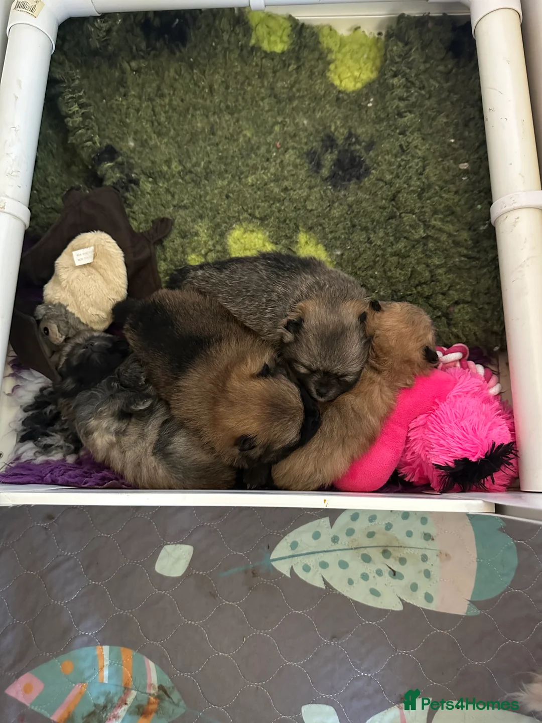 Pomeranian dogs for sale: Stunning 😍 Pomeranian puppies  - Advert 1