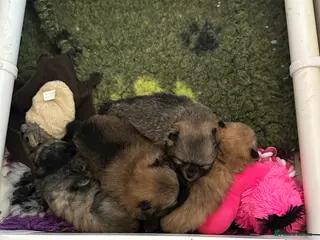 Pomeranian dogs Stunning 😍 Pomeranian puppies - Advert 2